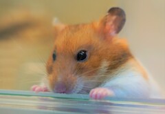 はむちゃん！！