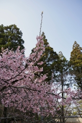 醍醐寺の桜