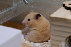 暑いから端っこで寝るよだって