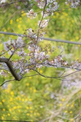山北の桜