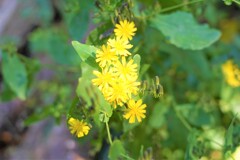 何の花？