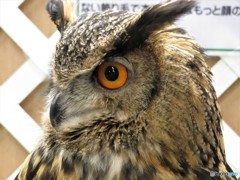 眼鏡の愛眼
