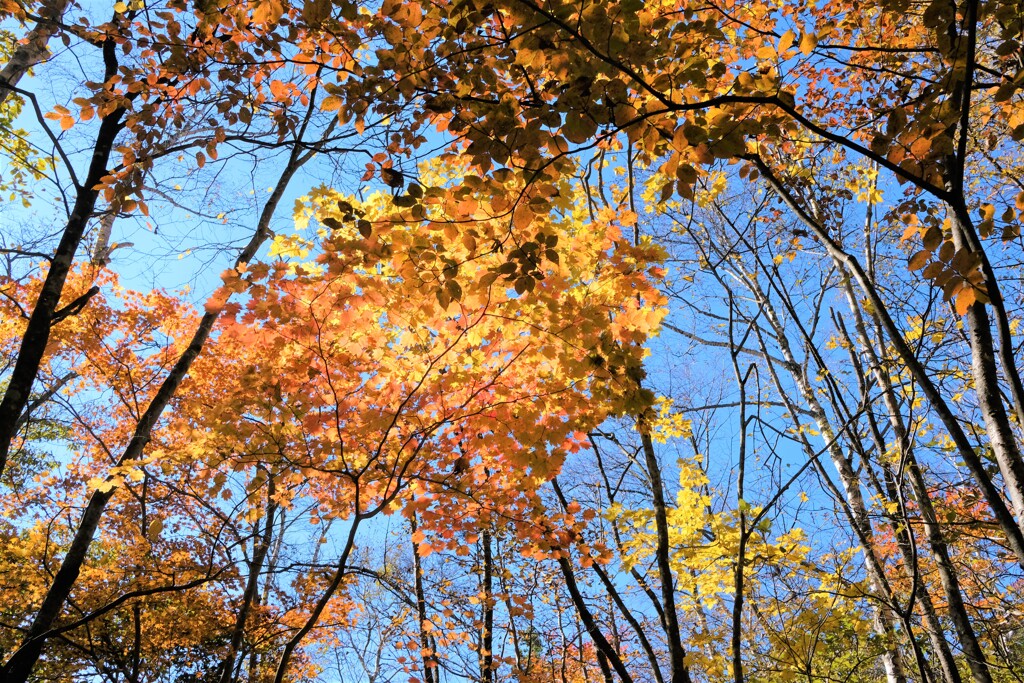 きれいな紅葉
