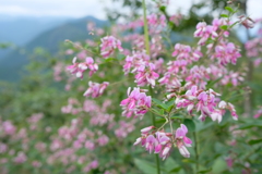 秋の気配 萩の花
