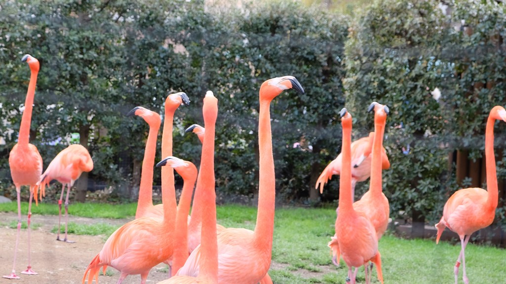 上野動物園のピンク
