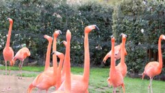 上野動物園のピンク