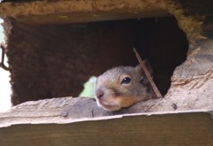 リス　「ここあご乗せするところがついてる物件なんだよ～」