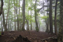 奥多摩の森　三頭山