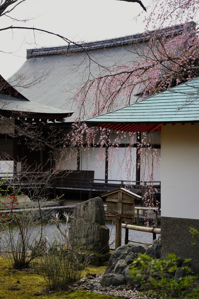 京都の枝垂桜