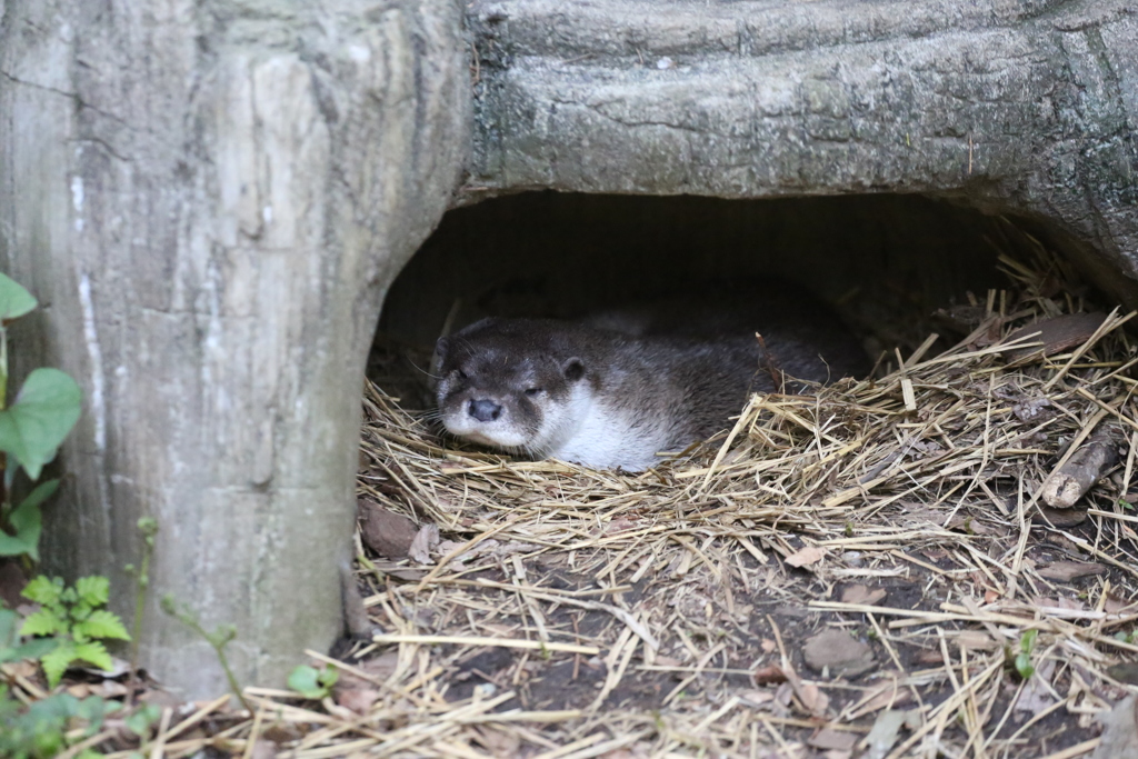 ユーラシアカワウソ