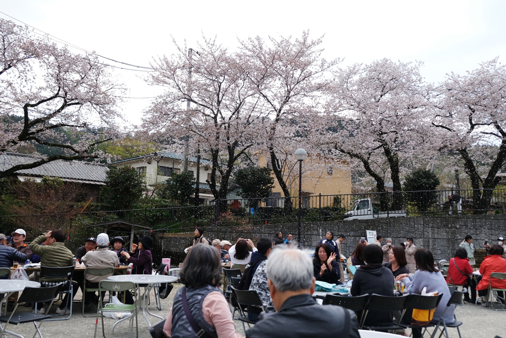 桜祭り