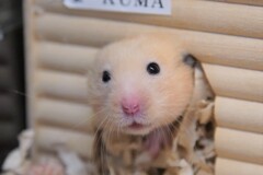 新幹線がトンネルから出てきた！！