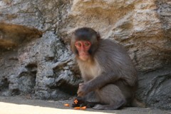 生まれたてのサル