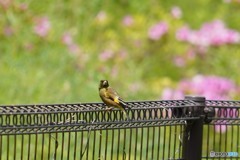 なんて鳥だろう？
