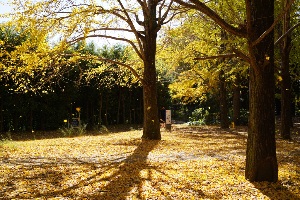 昭和記念公園にて