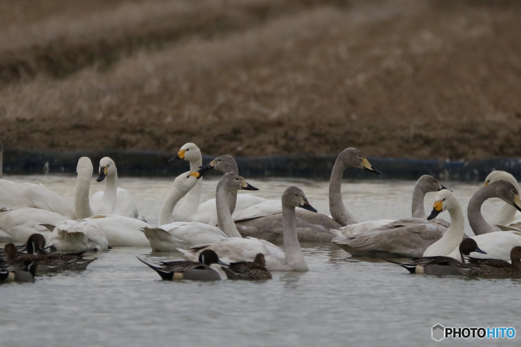 白鳥　白鳥の郷