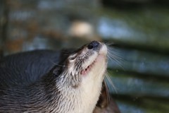 カワウソ