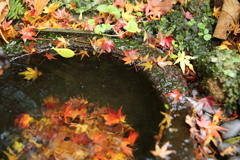 鎌倉　瑞泉寺　紅葉