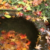 鎌倉　瑞泉寺　紅葉