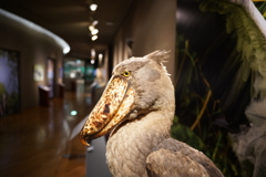 ハシビロコウはコウ！
