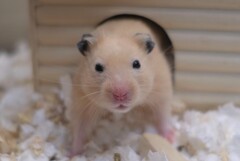 耳が丸まっちゃって。、、ハムスター