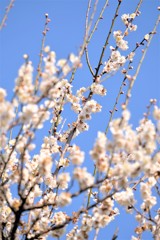 偕楽園20190224