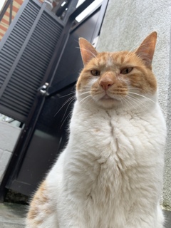 にゃあ