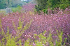 桜の林
