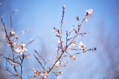 寒桜