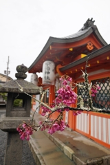 咲いた