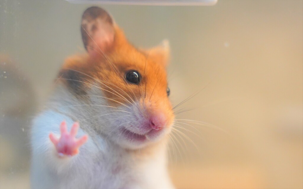 じゃんけん　パー
