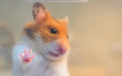 じゃんけん　パー