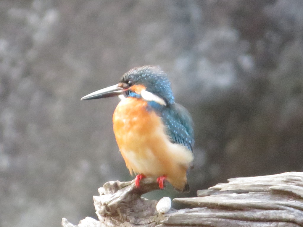 カワセミ
