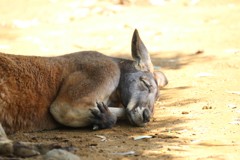 眠いね