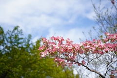 何の花だ？