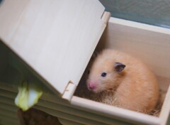 巣ごもり
