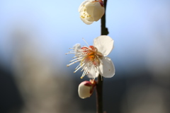 湯河原　梅園　幕山