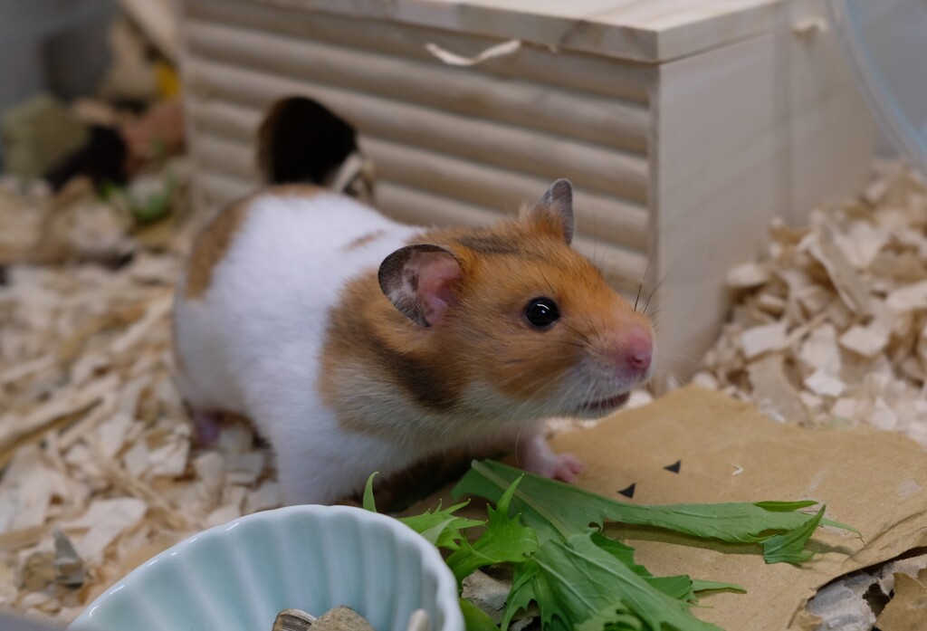 水菜美味しいね　ハムハム