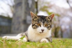 弘法山のにゃんこ