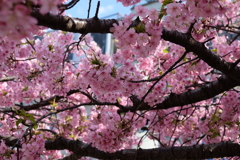 もりもりの桜