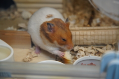 パン美味い