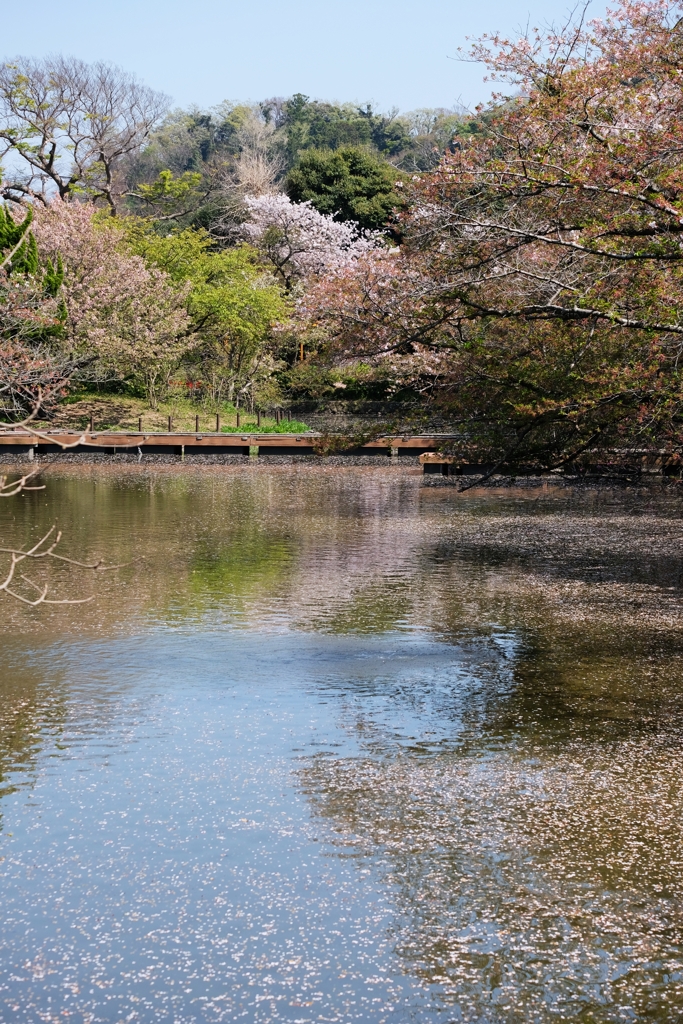 桜の花びら