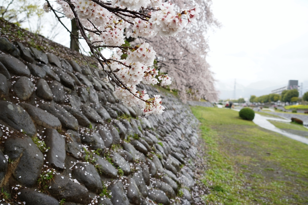 秦野の桜は雨でもきれい