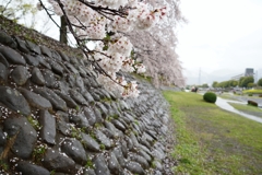 秦野の桜は雨でもきれい