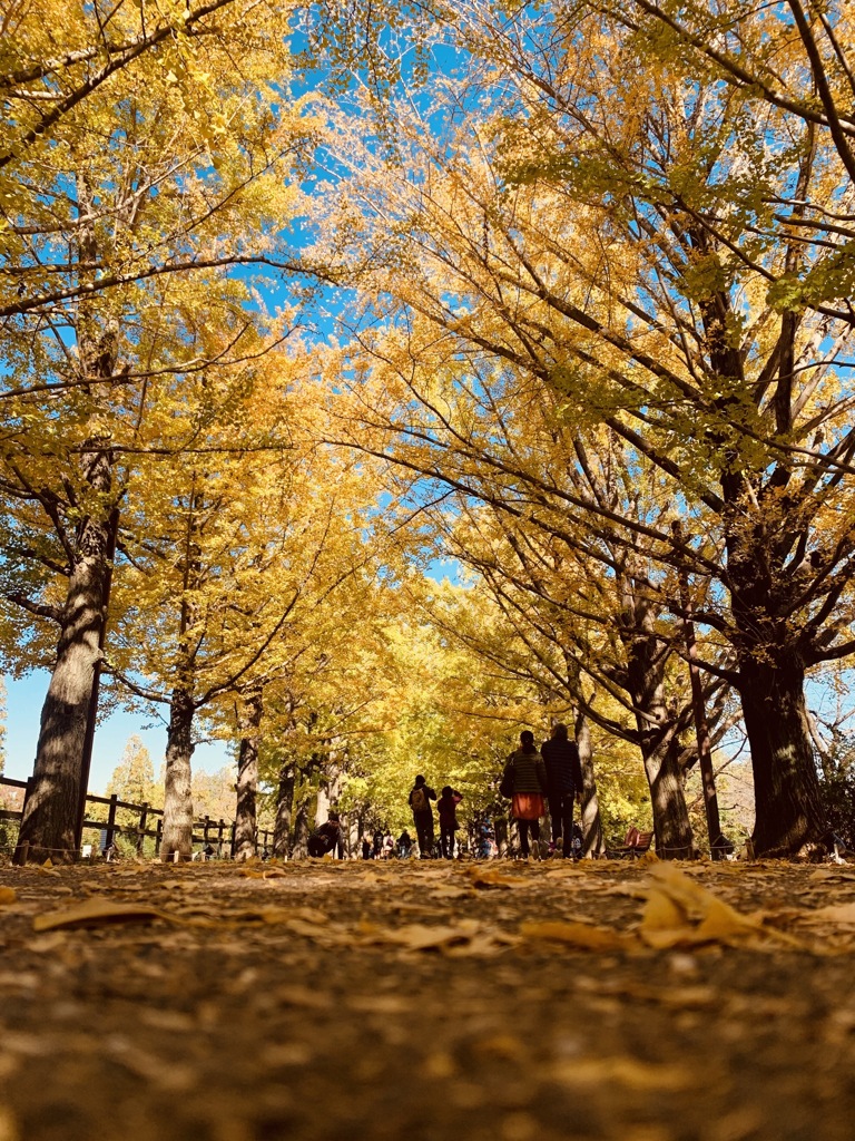 昭和記念公園の紅葉