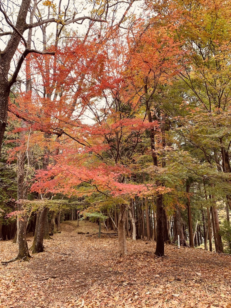 丹沢の紅葉