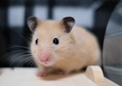 チュー
