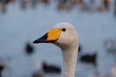 北浦の白鳥さん