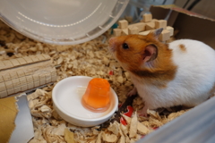 ゼリー補給