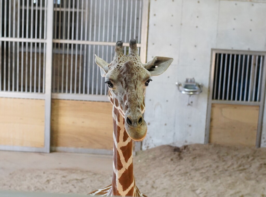 キリンも室内であったかでした。
